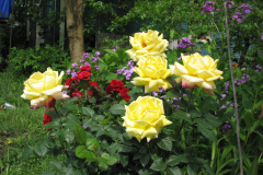 Rose-Flowers-in-Backyard-5-13-2010-88