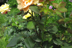 Rose-Flowers-in-Backyard-5-13-2010-90