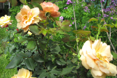 Rose-Flowers-in-Backyard-5-13-2010-91