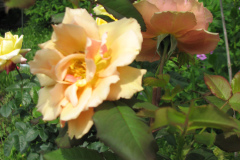 Rose-Flowers-in-Backyard-5-13-2010-93