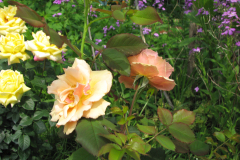 Rose-Flowers-in-Backyard-5-13-2010-98