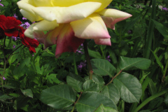 Rose-Flowers-in-Backyard-5-13-2010-99