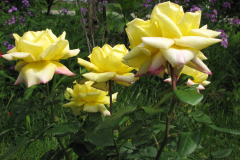 Rose-Flowers-in-Backyard2-5-13-2010-171