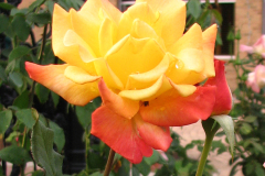 Rose-Orange-Yellow-4x4