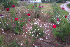 Roses-2004
