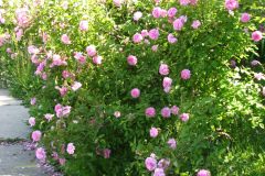 Roses-2012-Mayflower-Shrub-1