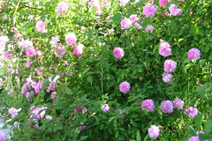 Roses-2012-Mayflower-Shrub-10