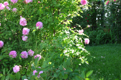 Roses-2012-Mayflower-Shrub-12