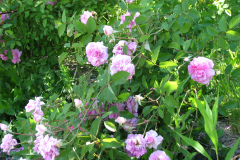 Roses-2012-Mayflower-Shrub-14