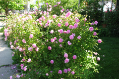 Roses-2012-Mayflower-Shrub-5