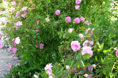 Roses-2012-Mayflower-Shrub-6