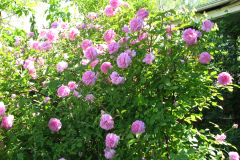 Roses-2012-Mayflower-Shrub-8