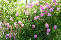 Roses-2012-Mayflower-Shrub-9