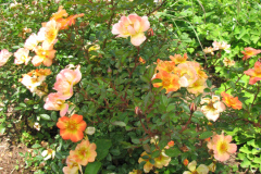 Roses-2012-Minnetrista-1