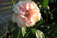 Roses-2012-Minnetrista-100