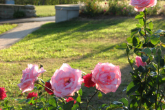 Roses-2012-Minnetrista-103