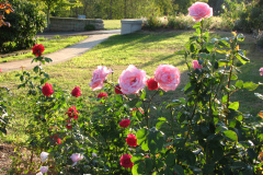 Roses-2012-Minnetrista-104
