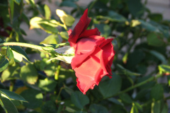 Roses-2012-Minnetrista-110