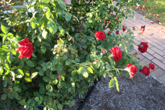 Roses-2012-Minnetrista-113