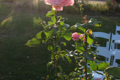 Roses-2012-Minnetrista-116