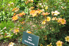 Roses-2012-Minnetrista-12