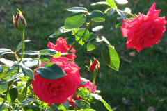 Roses-2012-Minnetrista-120