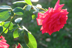 Roses-2012-Minnetrista-124
