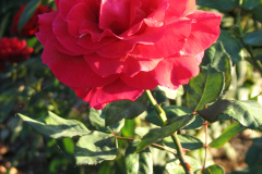 Roses-2012-Minnetrista-125