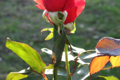 Roses-2012-Minnetrista-126