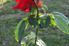 Roses-2012-Minnetrista-128