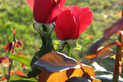 Roses-2012-Minnetrista-131