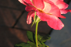 Roses-2012-Minnetrista-132