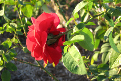 Roses-2012-Minnetrista-137