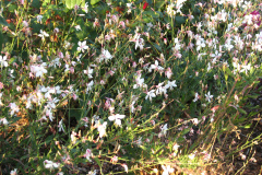 Roses-2012-Minnetrista-140