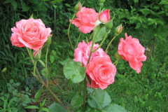 Roses-2012-Minnetrista-145