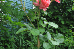 Roses-2012-Minnetrista-150