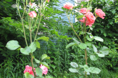 Roses-2012-Minnetrista-151