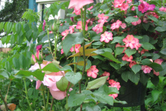 Roses-2012-Minnetrista-154