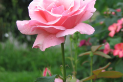Roses-2012-Minnetrista-156