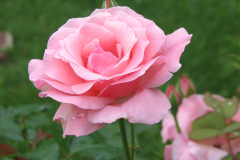 Roses-2012-Minnetrista-157