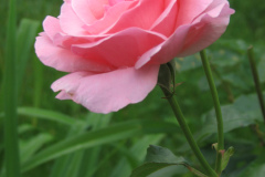 Roses-2012-Minnetrista-158