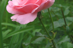 Roses-2012-Minnetrista-159
