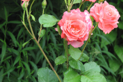 Roses-2012-Minnetrista-167