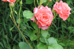 Roses-2012-Minnetrista-169