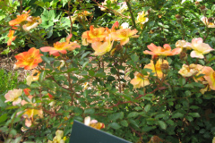 Roses-2012-Minnetrista-17