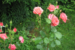 Roses-2012-Minnetrista-171