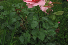 Roses-2012-Minnetrista-174