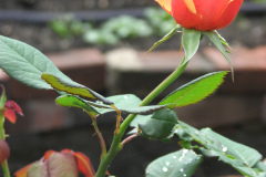 Roses-2012-Minnetrista-175