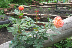 Roses-2012-Minnetrista-178