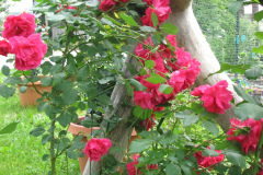 Roses-2012-Minnetrista-186